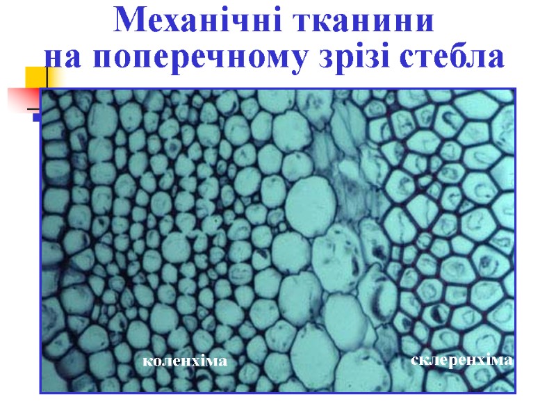 Механічні тканини на поперечному зрізі стебла коленхіма склеренхіма